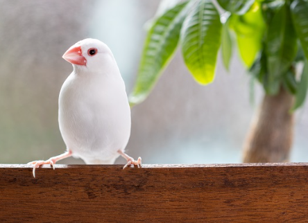 白文鳥好養嗎？養前須知的白文鳥價格/智商/壽命&5大缺點詳解