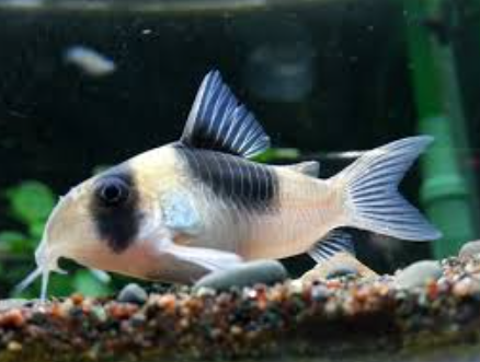 鼠魚好養嗎？鼠魚壽命、5大魚缸造景要點&鼠魚吃什麼詳解