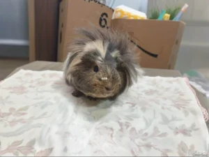 冠毛天竺鼠