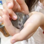 拇指松鼠吃什麼？9大食物&拇指松鼠缺點/價位/4大飼養要點