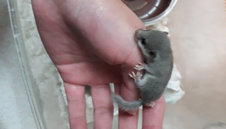 拇指松鼠