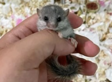 拇指松鼠