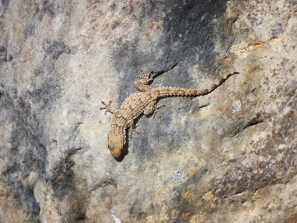 【獸醫監製】3大守宮脫皮前兆、週期詳解&守宮卡皮應對方法