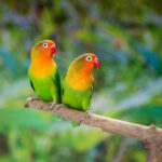 【愛情鳥缺點】養前必看！2026年牡丹鸚鵡價格/缺點&飼養攻略