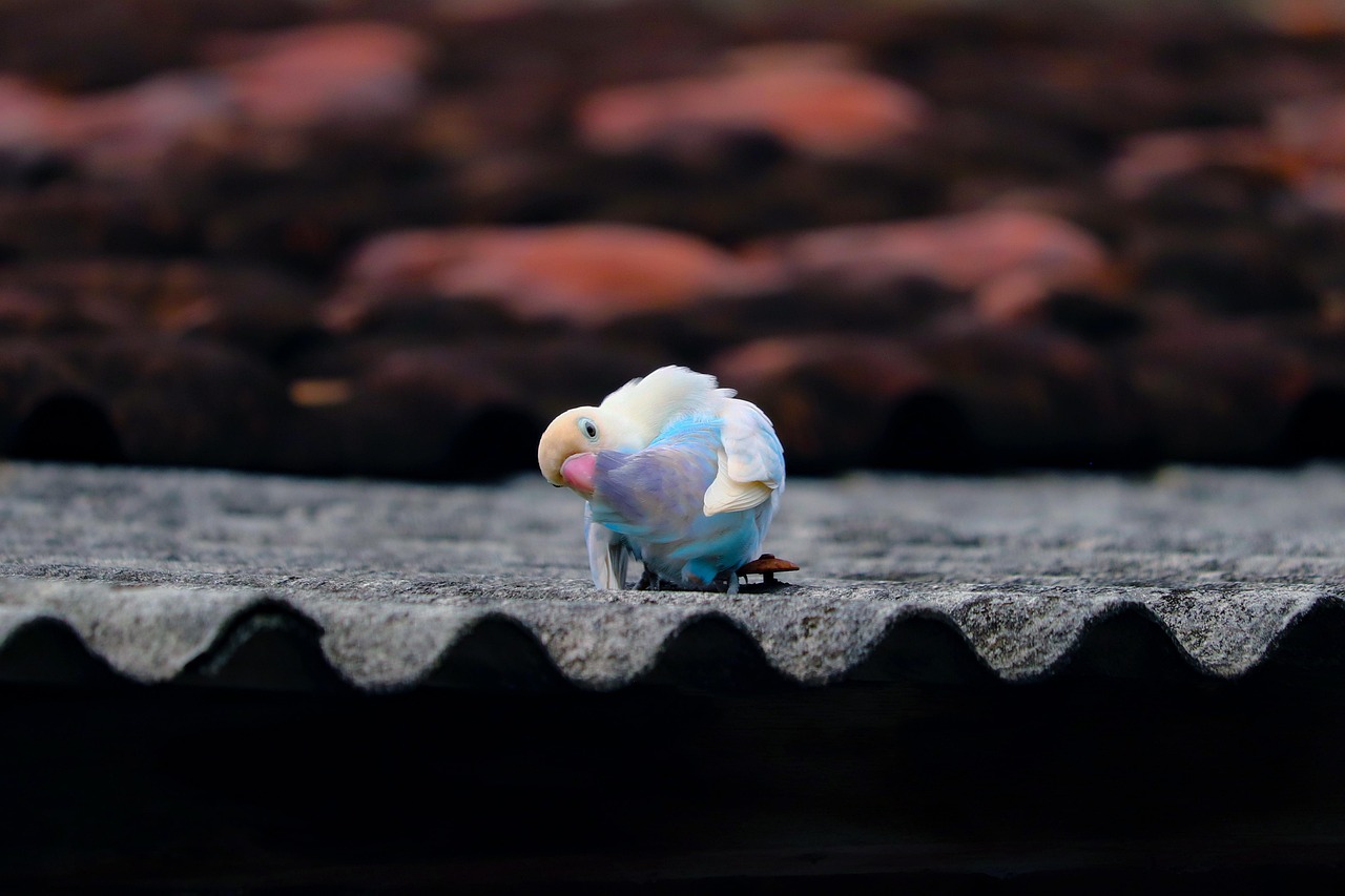 愛情鳥