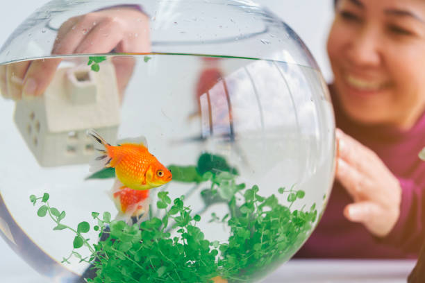 泰獅金魚