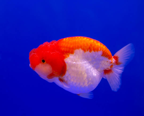 泰獅金魚好養嗎？一文了解2025年泰獅金魚價格/風水/飼養全攻略