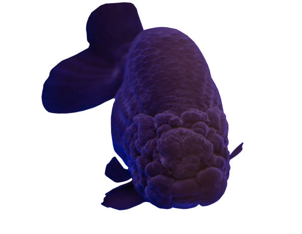 泰獅金魚