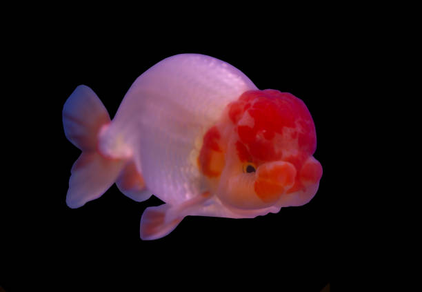 泰獅金魚