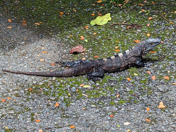 刺尾鬣蜥
