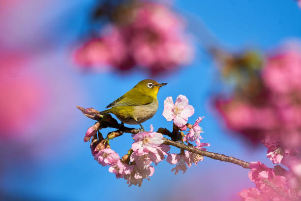 【便宜又好養的鳥】10種適合養鳥新手的鳥品種&養鳥指南！