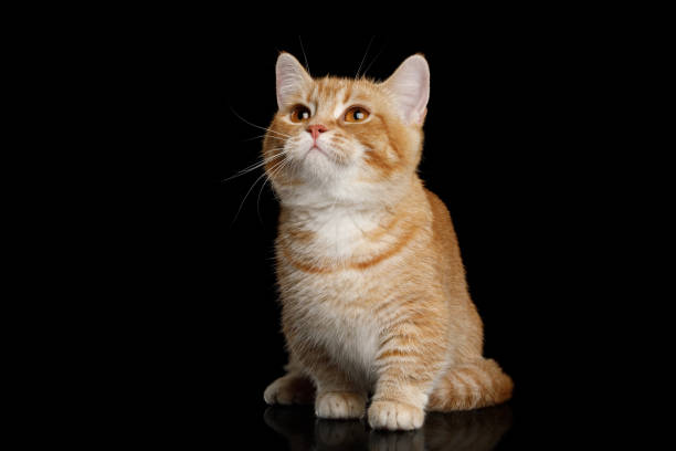 曼赤肯疾病有哪些？3類飼主須知的曼赤肯疾病、病症&應對方法