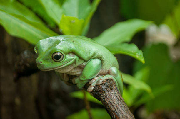 【老爺樹蛙】價格、缺點、飼養&冷知識…老爺樹蛙大揭秘！