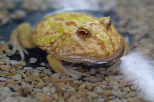 草莓角蛙