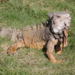 【南美蜥】南美異獸——5大南美蜥飼養要點&缺點介紹