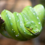 【綠樹蟒】新手注意!5個你需要留意的綠樹蟒缺點&飼養全攻略