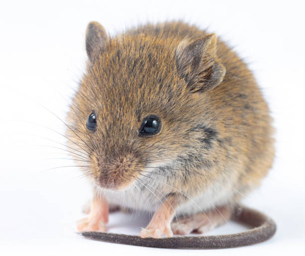 老鼠怕什麼味道？樟腦丸有效嗎？一文了解5種驅鼠味道&方法