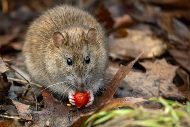 老鼠怕什麼味道