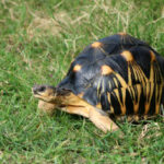 【麒麟陸龜】祥瑞降臨？2025年麒麟陸龜價格&飼養指南