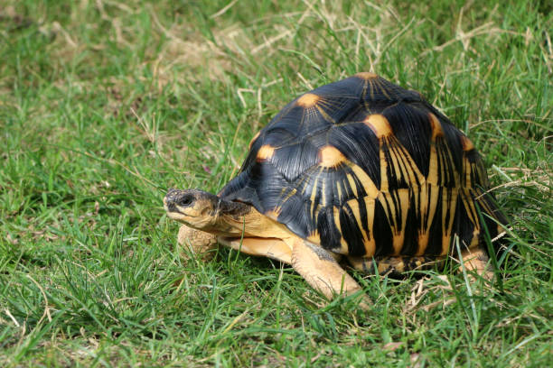 【麒麟陸龜】祥瑞降臨？2025年麒麟陸龜價格&飼養指南