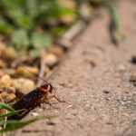 家裡突然出現很多小蟑螂：4大原因&3大方法揭秘