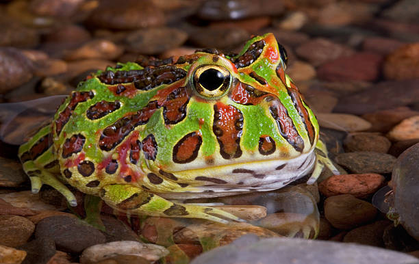 【鐘角蛙】氣定如鐘—鐘角蛙飼養/價格揭秘！