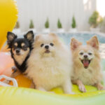 松鼠狗好養嗎?你想知道的2025年松鼠狗價格&飼養照顧指南