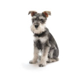 史納莎壽命多長?飼主必看的史納莎飼養指南&5大健康照護要點!