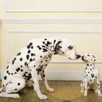 【大麥町】飲食、健康照護…2026年大麥町台灣價格&新手飼養指南