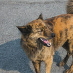 【甲斐犬】日本犬中的小眾品種——2026年甲斐犬價格&飼養指南