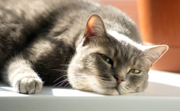 【貓寄生蟲】5大貓寄生蟲/症狀介紹&如何治療寄生蟲