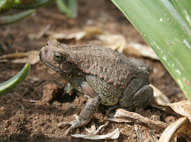 【盤古蟾蜍】台灣本土品種——2026盤古蟾蜍價格&飼養須知