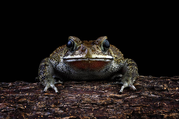 【黑框蟾蜍】2026年價格/購買管道,新手必看的黑框蟾蜍飼養