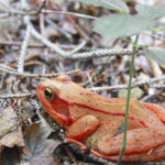 【貢德氏赤蛙】飼養優缺點/餵食指南/2026年價格