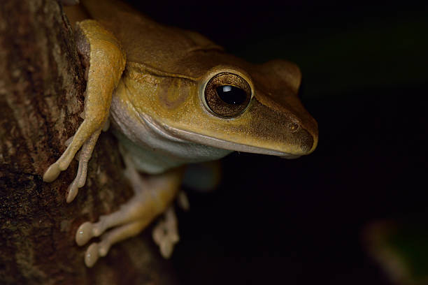 【斑腿樹蛙】入侵物種可惡又可愛？斑腿樹蛙飼養指南